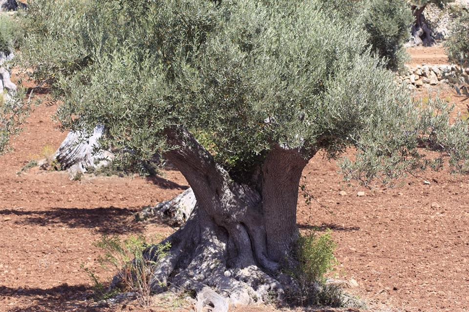 Palma, capital europea de la guerra al ébola del olivo